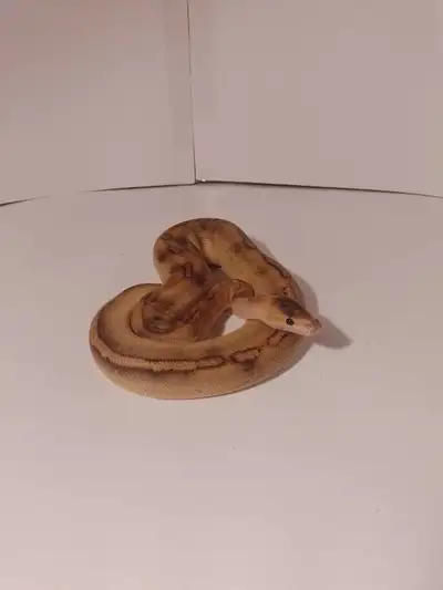juvenile ball pythons for sale, View more