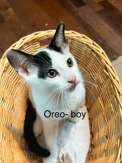 Beautiful kittens are looking for forever homes, View more
