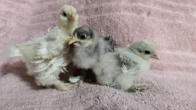 Poussins cochin bantam plumage lisse ou frisé âgés de 3 à 15 jours vendu non sexé Lignéee du B-C 15$...