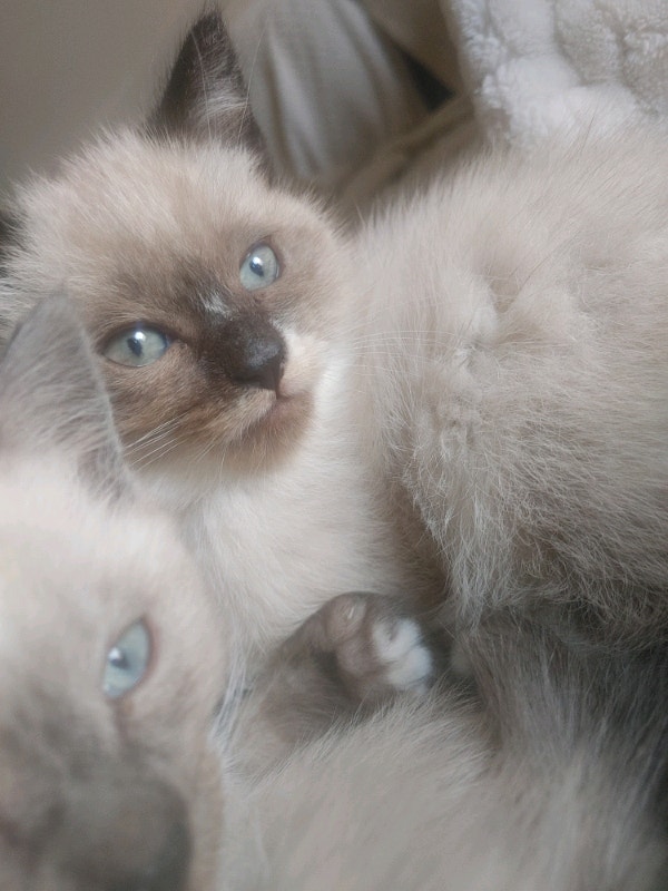 Ragdoll Kitten for Rehoming Cats & Kittens for Rehoming City of