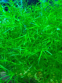 Aquarium plants Guppy grass