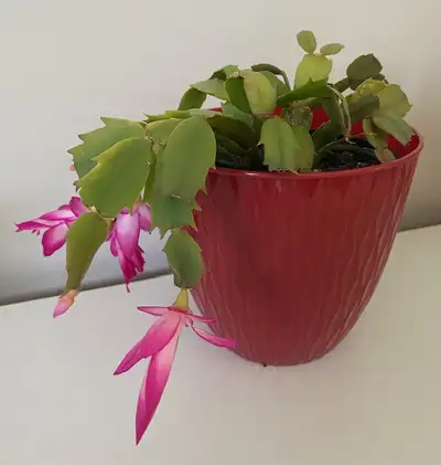 Plants Hoya snake plant aloe vera Christmas cactus Rubber plant, View more