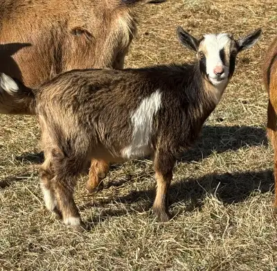 12 week Nigerian dwarf doeling ready for new home. Disbudded, from a clean tested herd and friendly!...