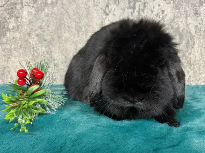 Lapin Bélier Hollandais – Mâle Noir, View more