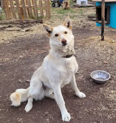 7-year-old retired sled dog, View more