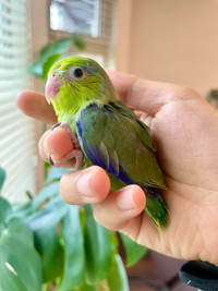 handfed and tamed green parrotlet babies