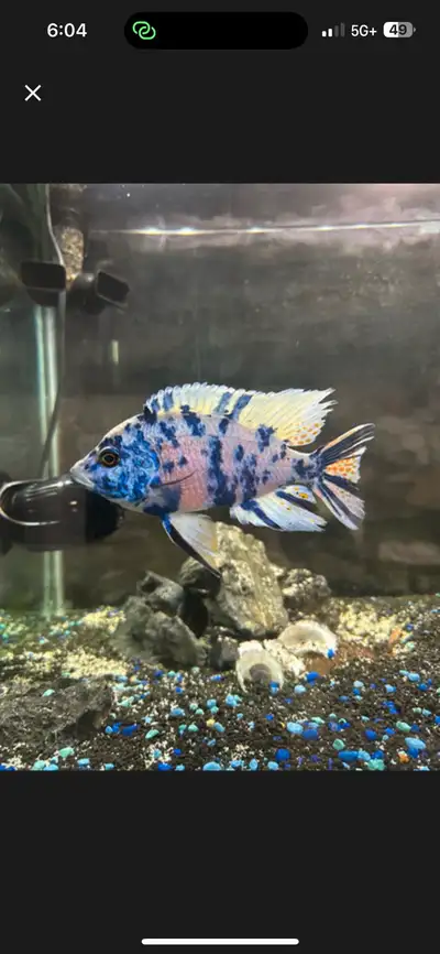 African Cichlids , View more