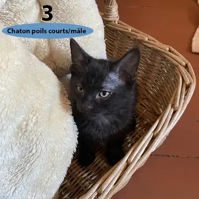 2 mâles : 1 beige et noir (siamois mâle), 1 noir poils courts. 3 femelles : 1 beige et noir poils lo...