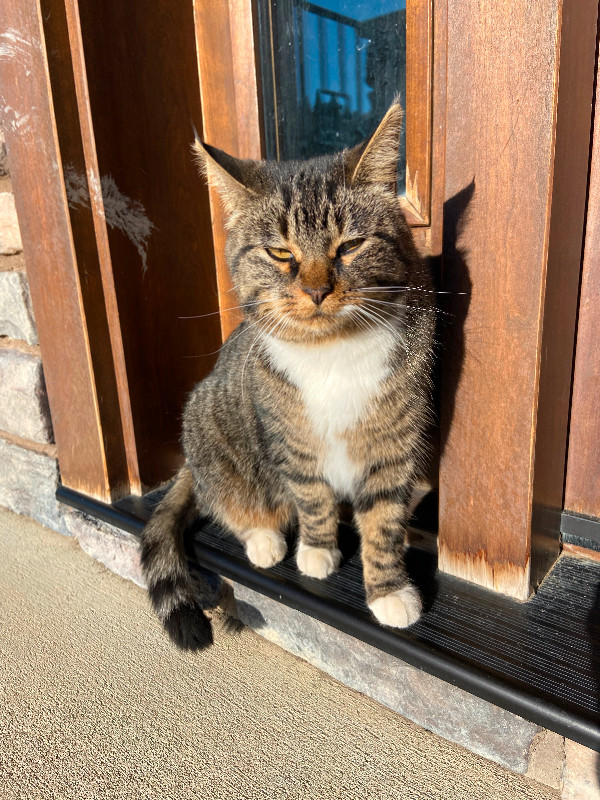 Adult female cat. Fixed and littler box trained. Cats & Kittens for Rehoming Lethbridge Kijiji