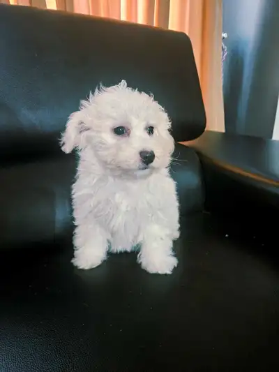 Teddy Bear Bichon Poo Puppies, View more