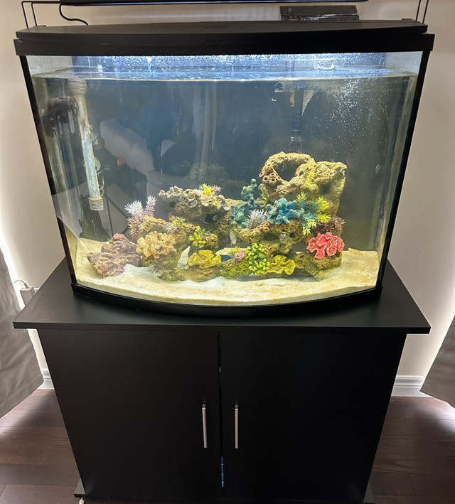 37 Gallon Salt Water Aquarium for sale in Fish for Rehoming in Oakville / Halton Region - Image 2