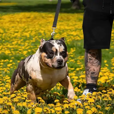 American bulldog, View more