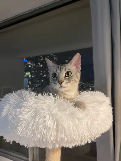 Reliable and hardworking individual with experience in cleaning, restaurant, and customer service. S...