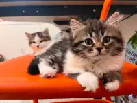 Hypoallergenic Siberian Kitten, Available Now