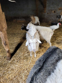 Female Cashmere goat