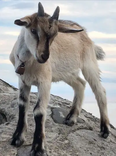 BABY GOATS GOAT PARTY RENTAL, View more