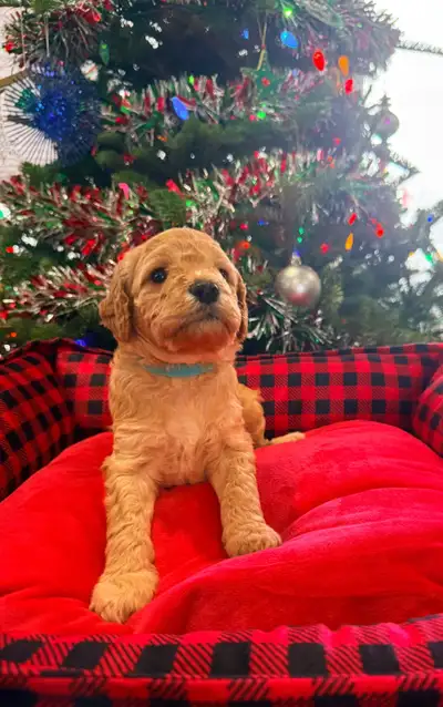 Ready to go in February. Shots are up-to-date and dewormed. Located in Baltimore Ontario.