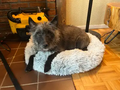 Wonderfully well behaved house trained poodle x English bll terrier six-old female named Subie. She...