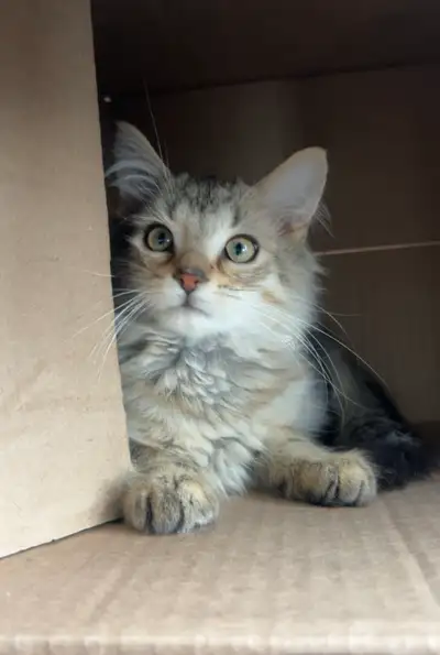 Maine Coon X Kitten, View more