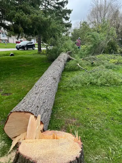Tree Removal, View more