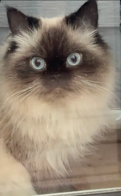 beautiful one year old Himalayan , View more