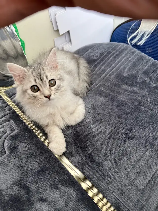 Ragdoll &amp; pure Persian-UPDATED