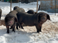 *Sold out, Waitlist open*Rare Meishan weaner pigs for sale