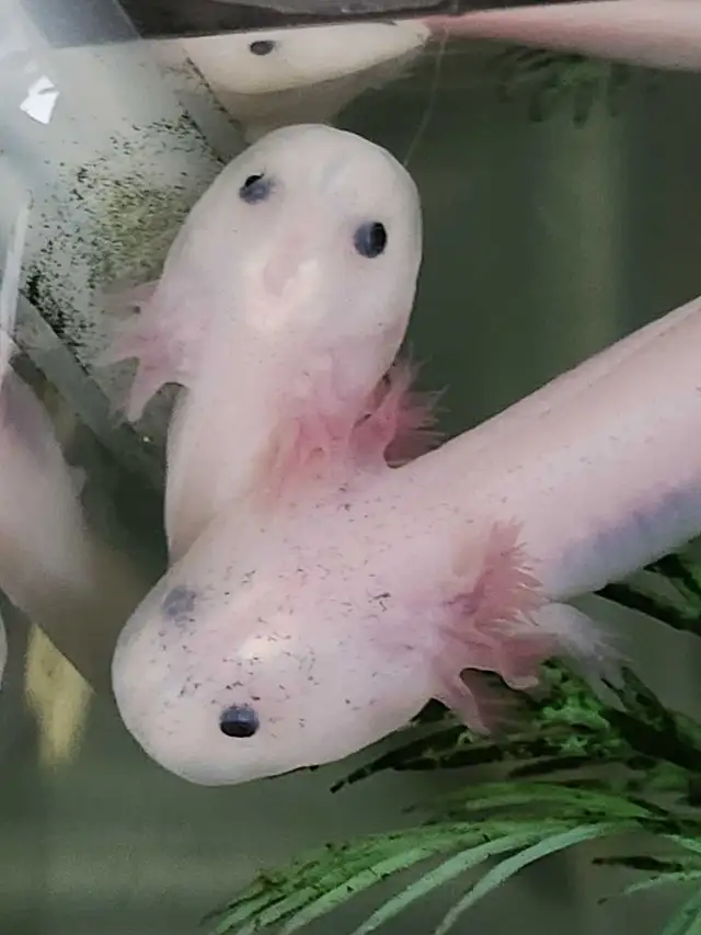 Baby Axolotls  in Reptiles & Amphibians for Rehoming in Oshawa / Durham Region - Image 9