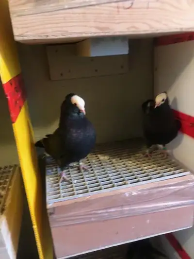 Fancy pigeons, View more