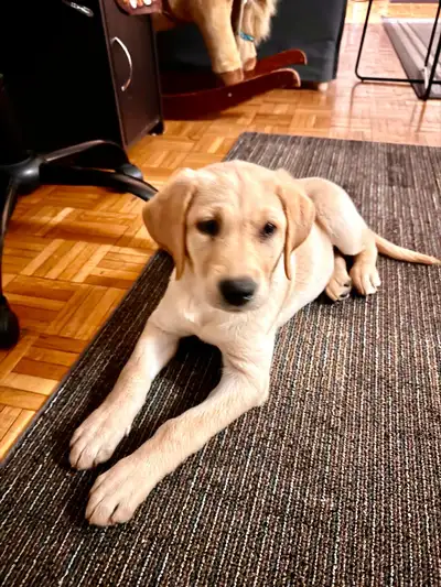 Puppy Lab - 9 weeks old, View more