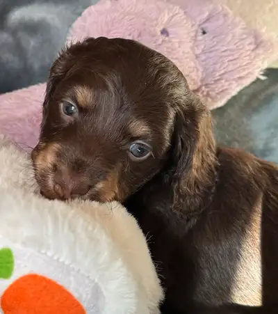 These are 4 handsome male mini dachshund puppies with unique markings and sweet temperaments. These...