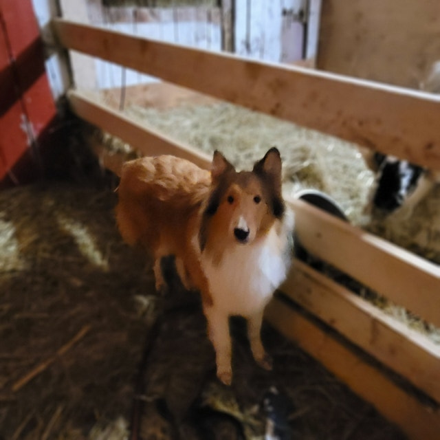 Purebred Rough Collies Dogs & Puppies for Rehoming Ottawa Kijiji