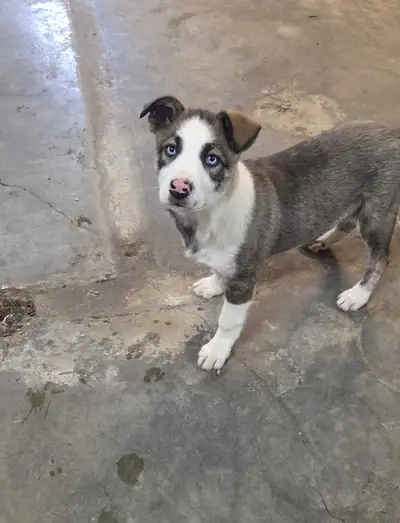 Puppies now ready, View more