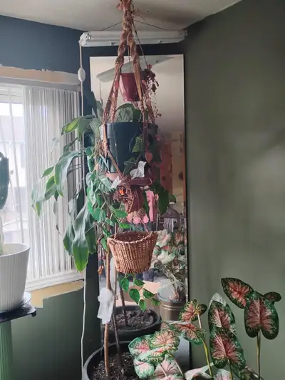 Elevate your indoor garden with this charming macrame plant hanger! This used, but stylish hanger is...