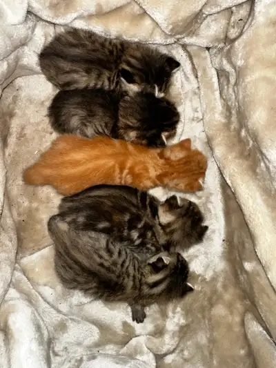Beautiful kittens! 3 females left! - will deliver to Kelowna!, View more