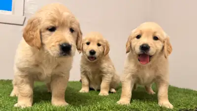 Golden retriever de très bon qualiter, View more