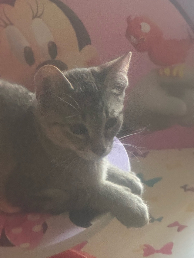 Bébé chat dans Chats et chatons à adopter  à Lanaudière - Image 4