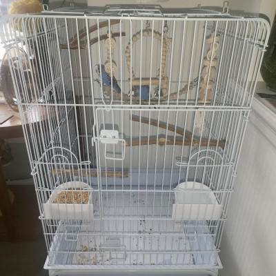 Budgies For Rehoming