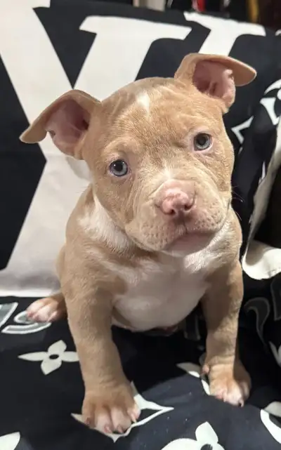 I have a gorgeous female pup ready for her birthday forever home she is ABKC registered price is neg...