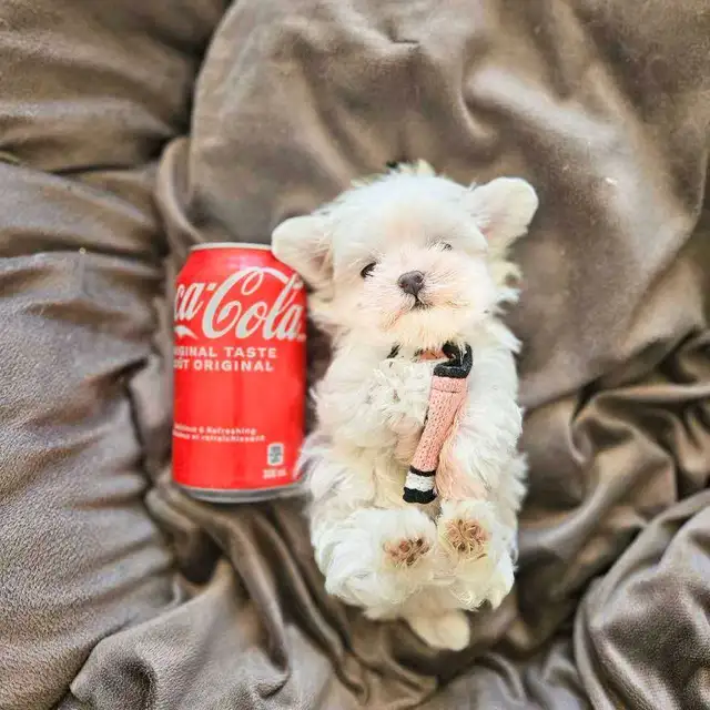 purebred mini Korean Maltese pedigree premium quality in Dogs & Puppies for Rehoming in Kitchener / Waterloo - Image 9