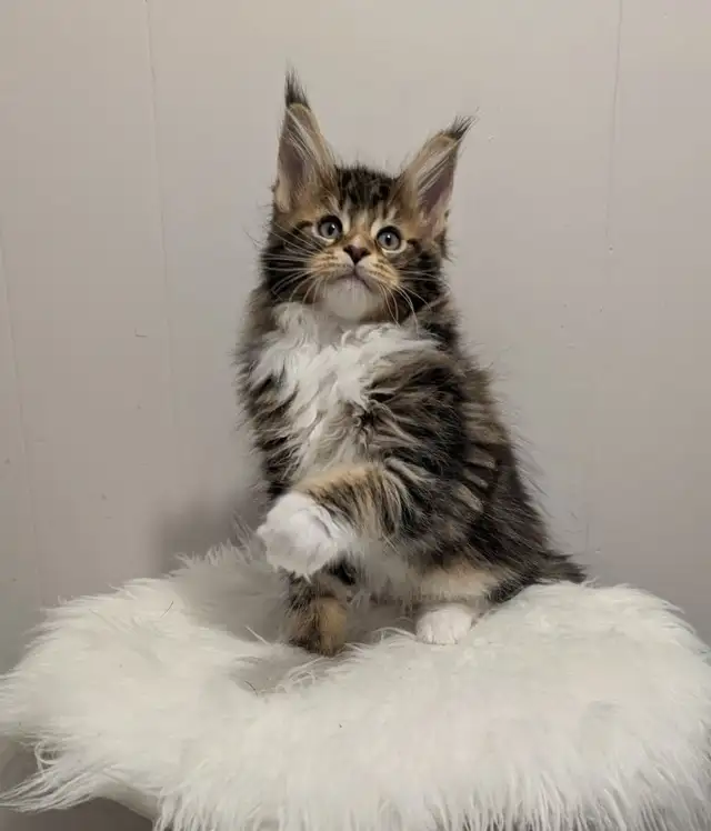 Adorable Purebred Maine Coon Kitten in Cats & Kittens for Rehoming in Moncton - Image 3