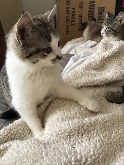 (2) litter-mates for rehoming, View more