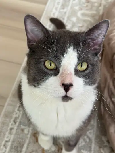 Theo needs a new home (URGENT), View more