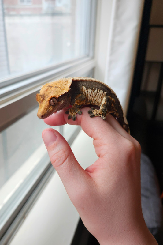Whitewall Female Crested Gecko in Reptiles & Amphibians for Rehoming in Ottawa