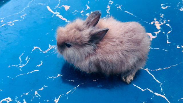 Lionhead Bunny in Small Animals for Rehoming in St. Catharines - Image 2
