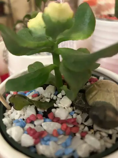 beautiful two color succulent with pot, View more