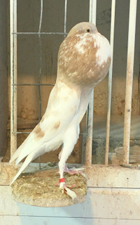 PIGMY POUTER PIGEONS to be rehomed