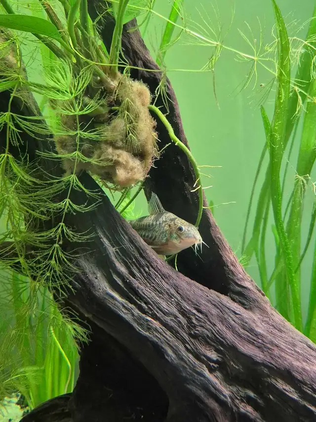 Barrie Aquarium Club (aka BRASS)- You are invited.... in Activities & Groups in Barrie - Image 4