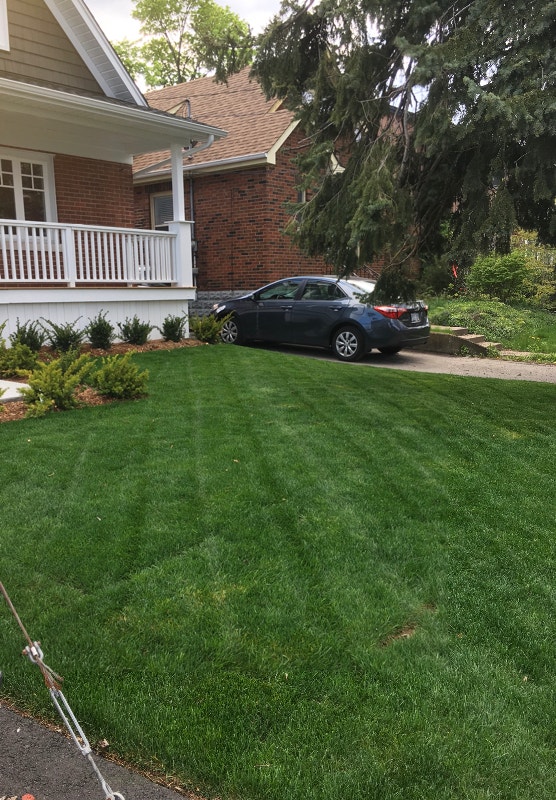 Weekly lawn cutting. Hamilton Burlington Stoney Creek Lawn, Tree