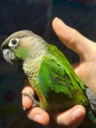 green cheek conure baby fully weaned, View more
